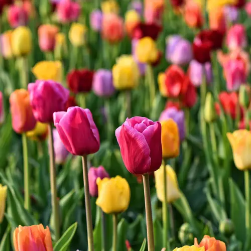Keukenhof