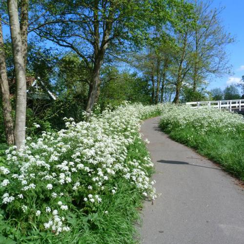Groene Lusjes: Woubrugge