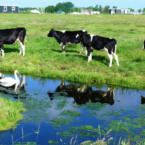 The taste of the polder