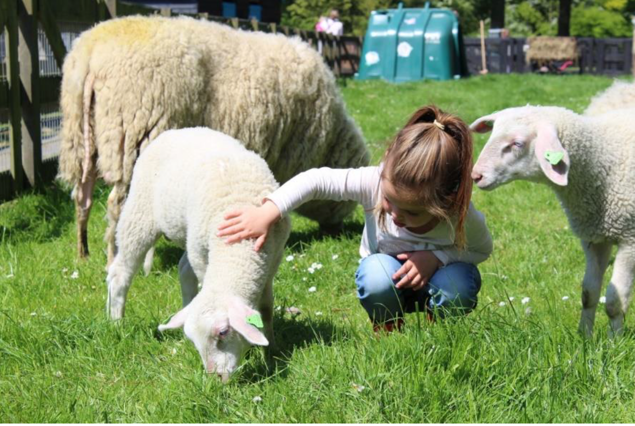 Mini-kinderboerderij bij Welkoop
