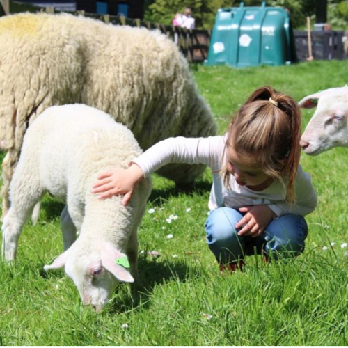 Mini-kinderboerderij bij Welkoop