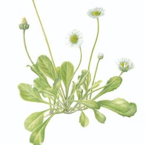 Workshop Botanische kaarten maken