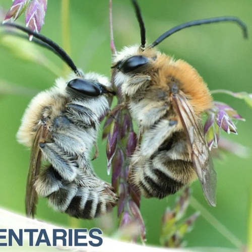 placeholder img alt text