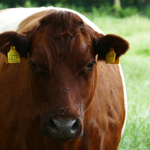 placeholder img alt text