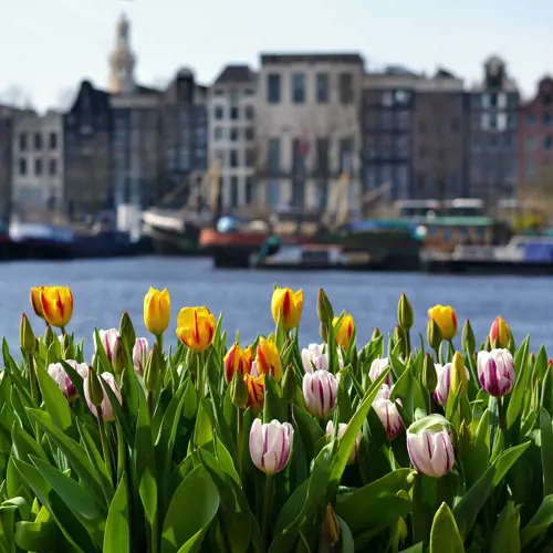 Nationale Tulpendag in Amsterdam