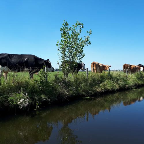 Streekproducten Groene Hart