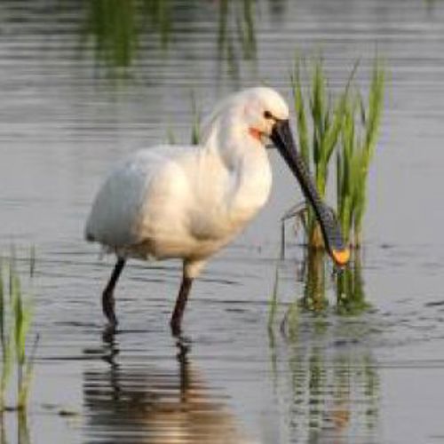 Nieuwkoop
