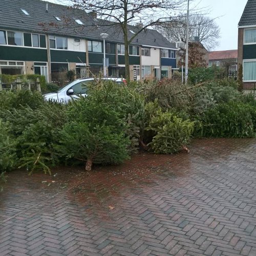 Kerstboominzameling 2025