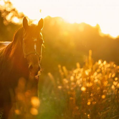 Time Stables - manege, stalling, pension