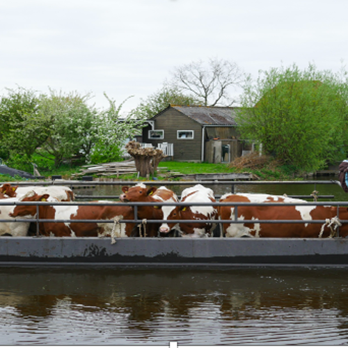 Vogelexcursie met de koeienschuit