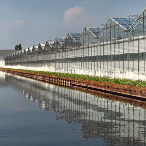 Veenderpolder and Lijkerpolder: Bulbs and Flowers