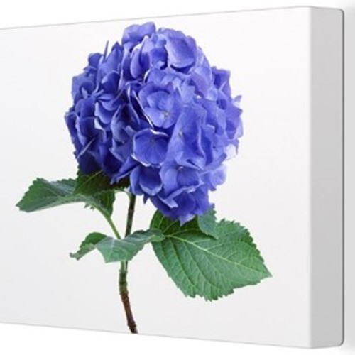 placeholder img alt text