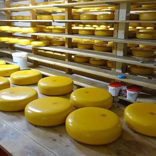 Rotteveel Farmhouse cheese: from cattle farmer to cheese farm