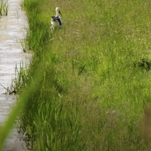 Zomer aan de Oevers: Natuurexcursie langs de Hanepoel