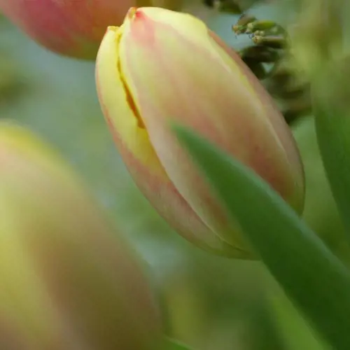 Tulips from the Veen