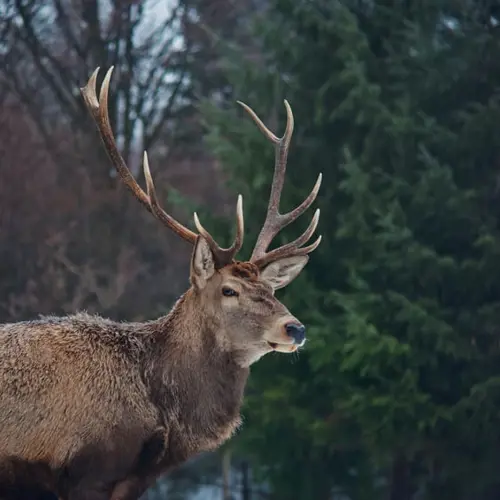 Wild Avond bij Lola's