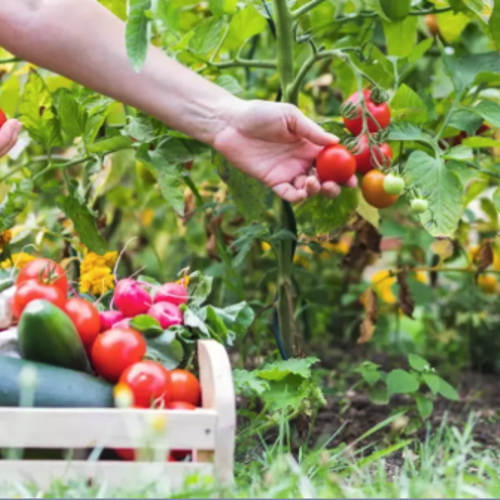 Moestuinworkshop voor het gezin