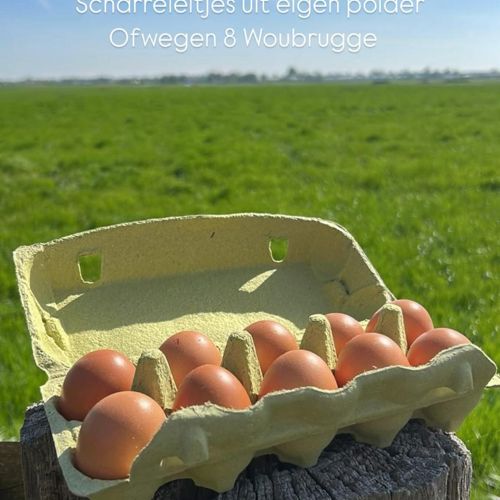 placeholder img alt text