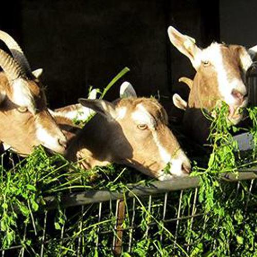 Biologische geitenboerderij Van Dorp